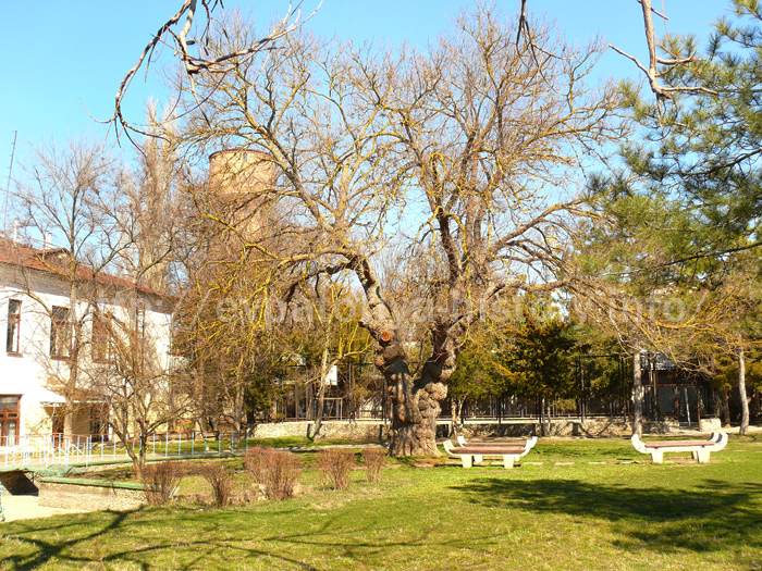 Часть парка санатория ПРИМОРСКИЙ, входившая в Шакаевский сад